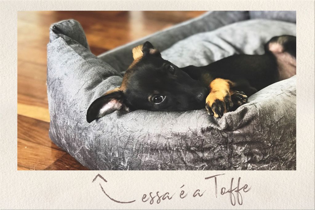 15 Lugares Pet Friendly em São Paulo (Restaurantes, Bares,&nbsp;Cafés)