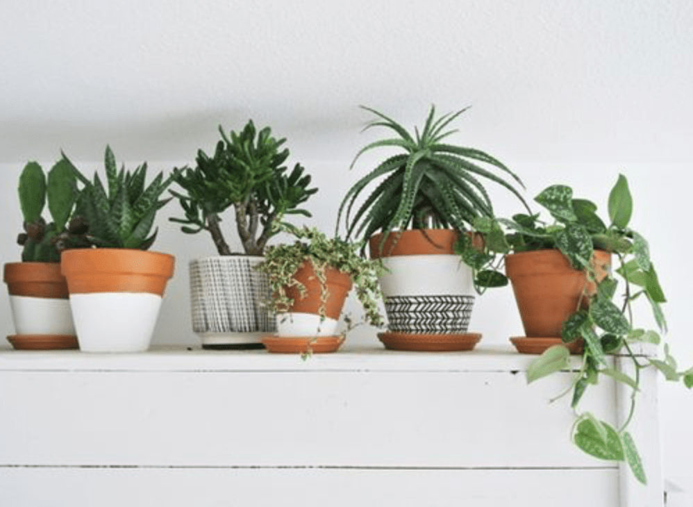 Inspiração: Hortinha em&nbsp;Casa